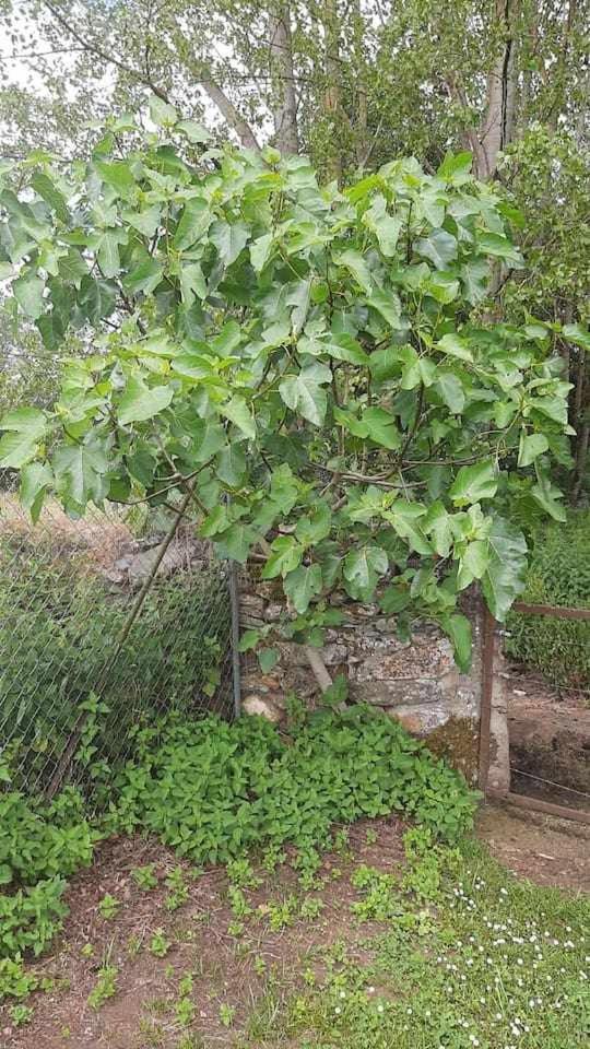 Casa Do Hiebra Alojamiento Rural Ribeira Sacra Castroncelos 外观 照片